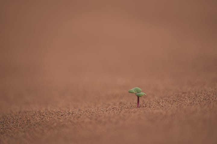 a small sprig rising out of desert sand