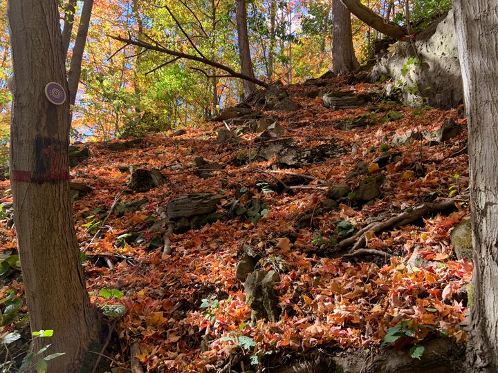 orange leaves fallen on a slope of trees