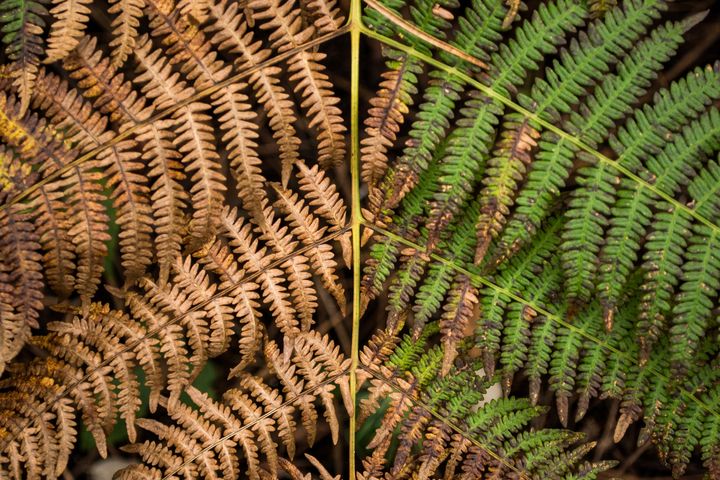 green fern leaves on one side of a stem with brown leaves on the other