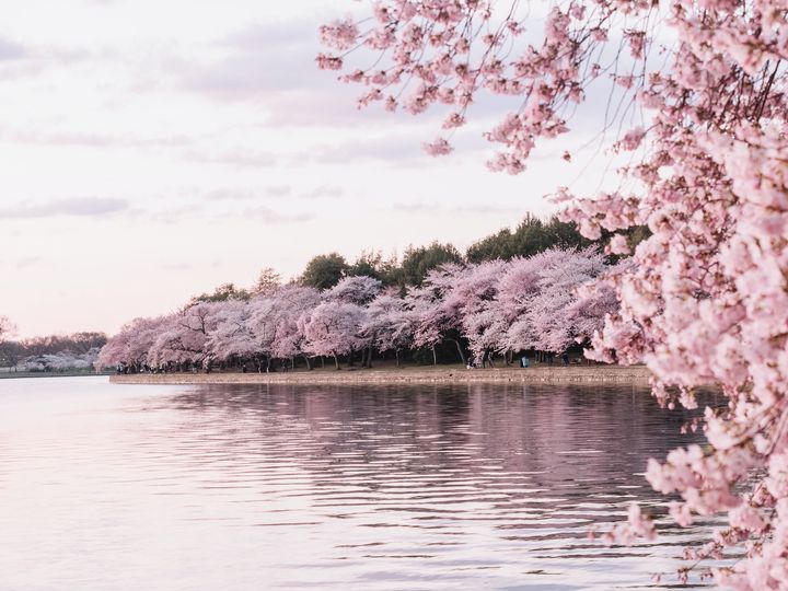 cherry blossom trees along a waterfront walking trail