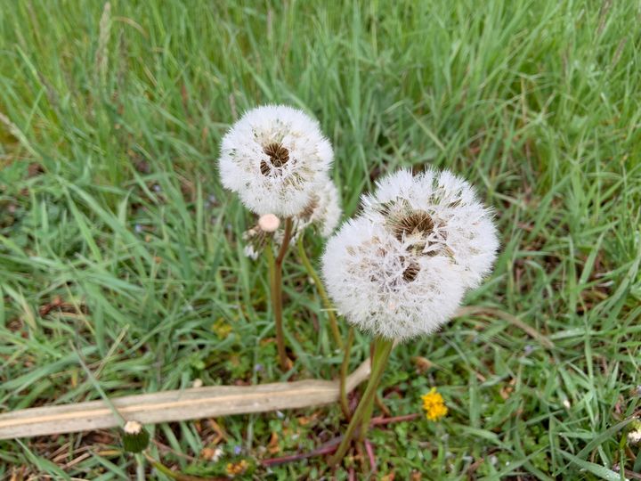 dandelions in the grass