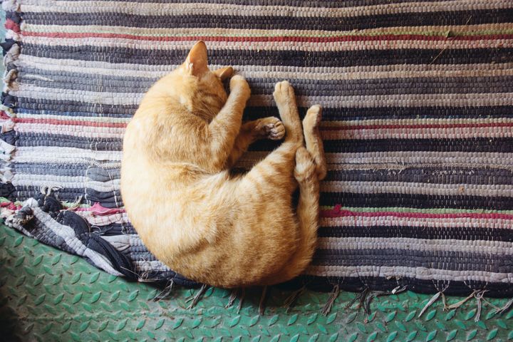 cat napping on a mat