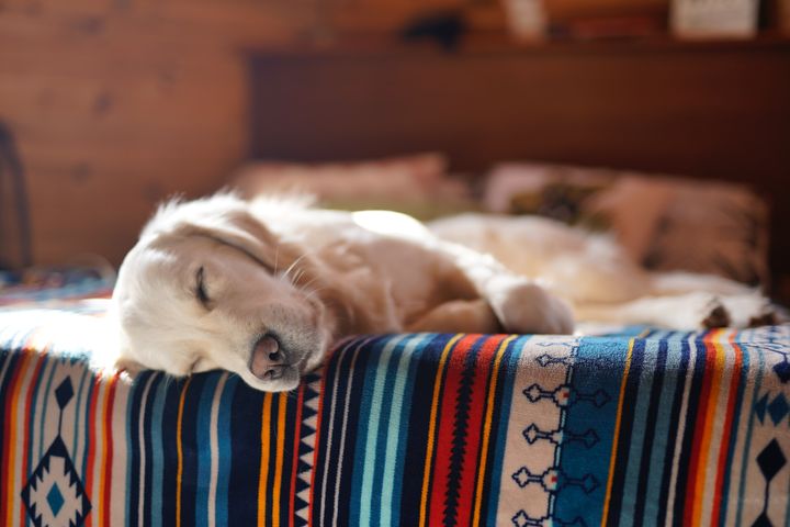 dog asleep on the edge of a bed with a colourful sheet