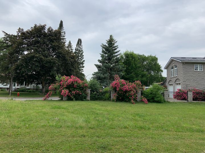 pink flowers on a bush by a fence of a grey brick house