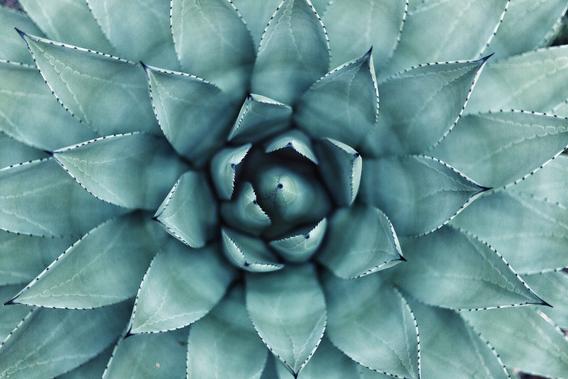 centre of a succulent in close-up/macro