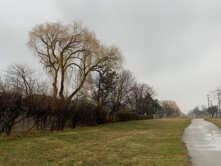 walking trail beside a grassy path with trees