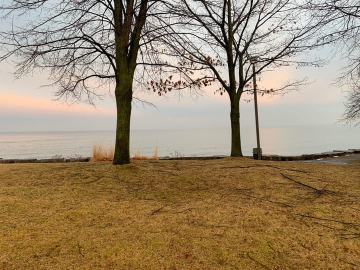 two leafless trees atop a grassy hill overlooking a lake