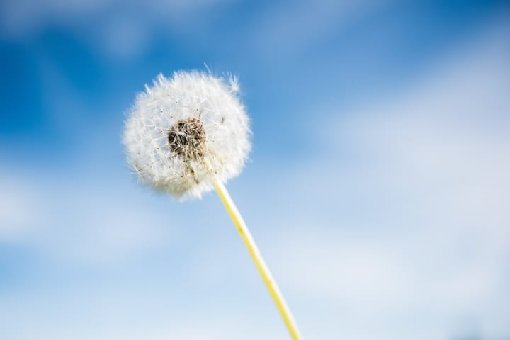 dandelion against a blue sky