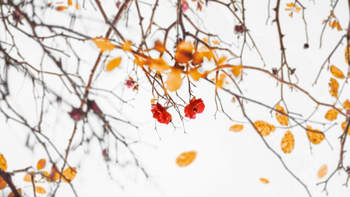 last of the leaves of autumn clinging to almost bare branches