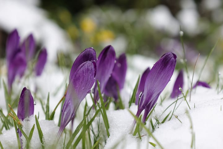 purple crocuses growing on a snow-laden ground