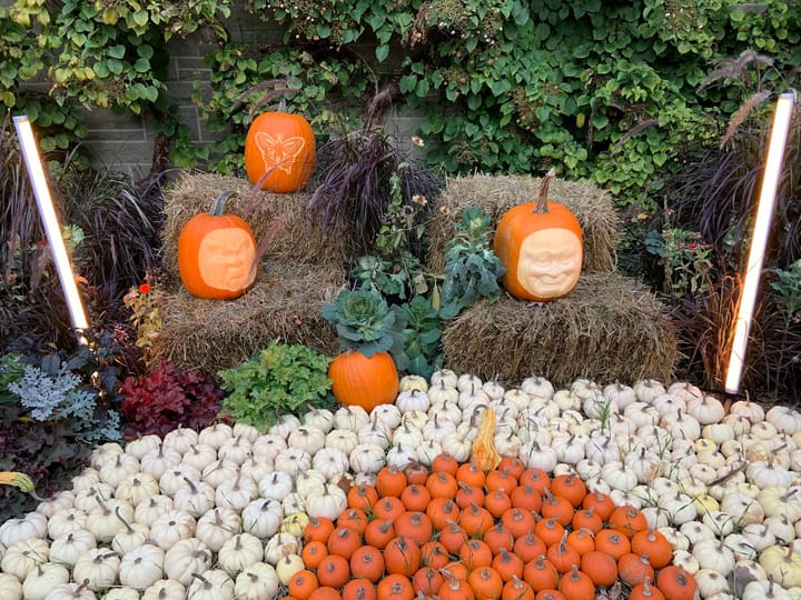 a display of several, small, white and orange pumpkins with two large pumpkins carved to display human faces