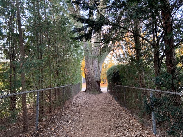 a large tree at the end of a muddy path flanked by hedged and tree-lined steel fences