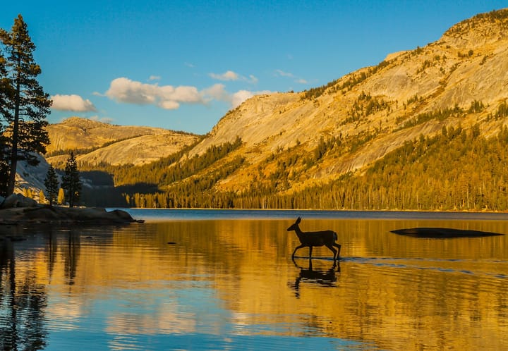 silhouette of deer trotting on a tranquil lake against the sun-drenched backdrop of Granite Mountains