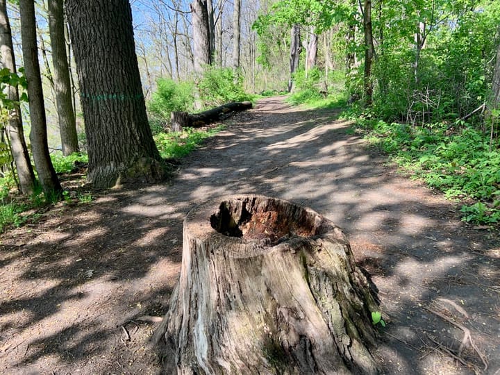 a tree stump in a shadowed forest trail, dappled with sunlight, surrounded by echoes of old magic