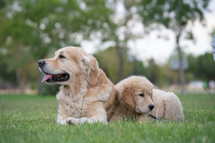 an adult golden retriever and a pup sitting beside each other on the green grass