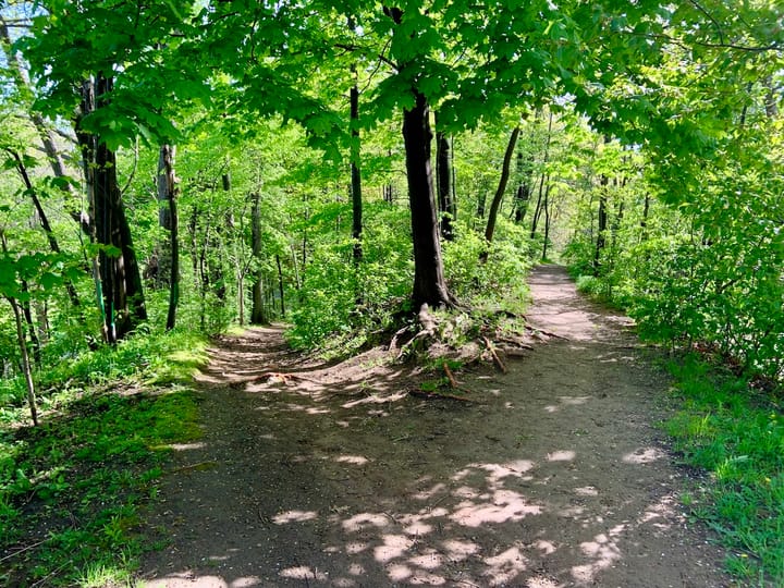 a fork in the woods with the path on the left leading down and the one on the right gently sloping up