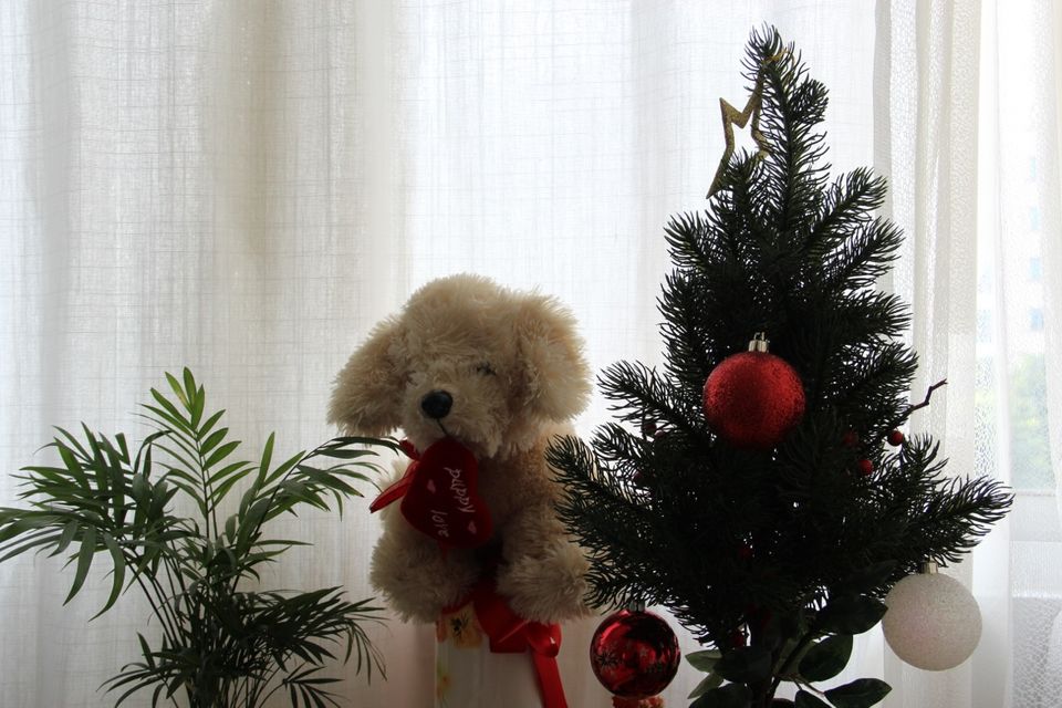 miniature Christmas tree, stuffed toy, and potted parlour palm in a row