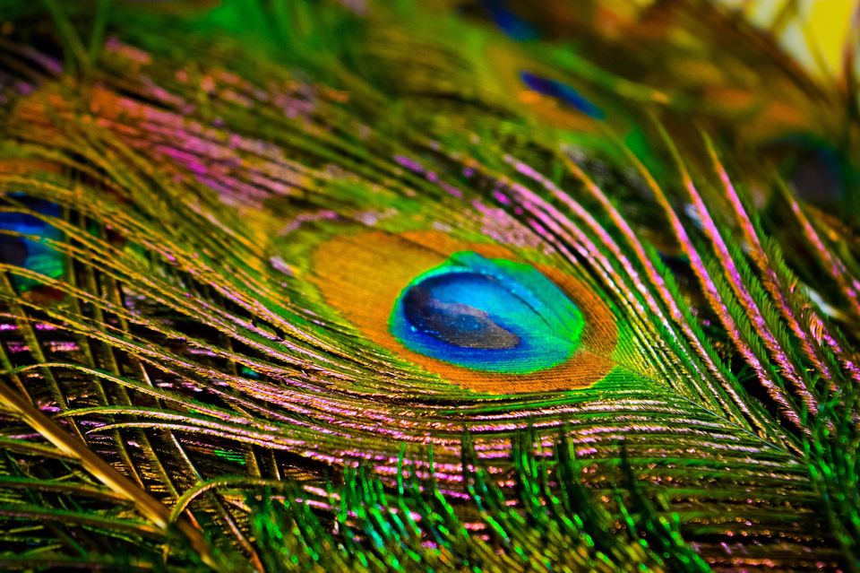 a peacock feather