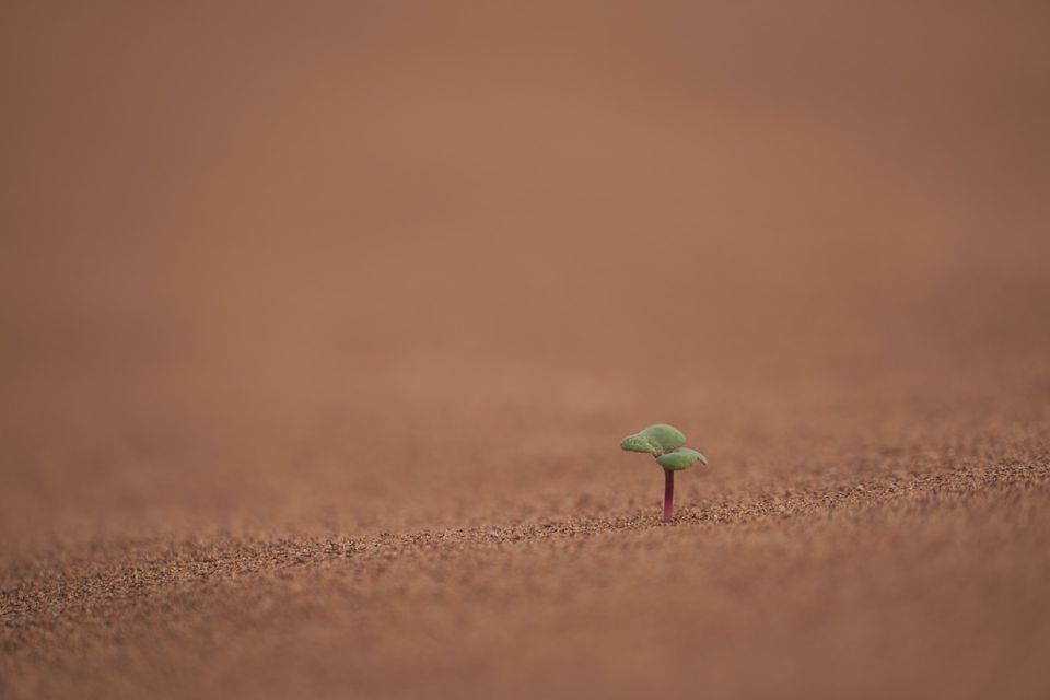 a small sprig rising out of desert sand