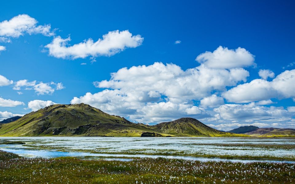 white flowers on a meadow with green hills under a blue sky with white clouds
