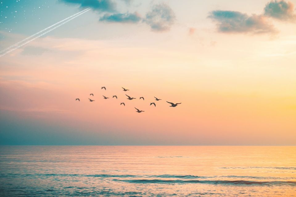 flock of birds flying over an ocean at sunset