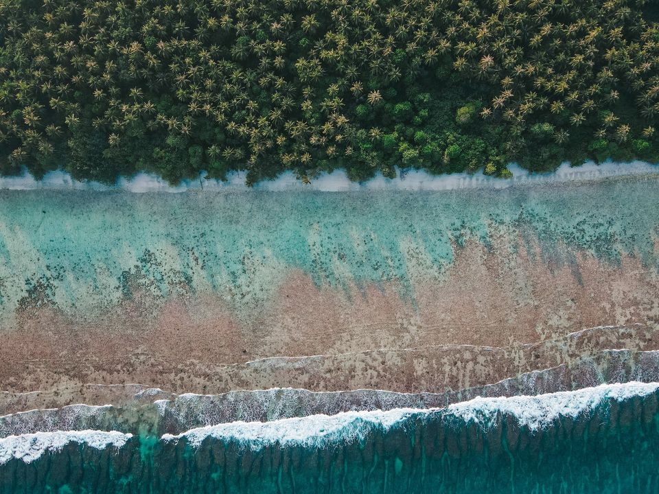bird's eye-view of a row of trees beside a beach and blue-green seawater