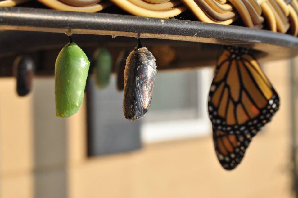 image of a chrysalis and then of a butterfly emerging from another chrysalis besides the first